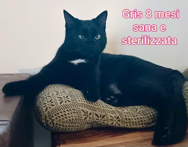 MICINI ESCLUSI DA TUTTI Foto 9