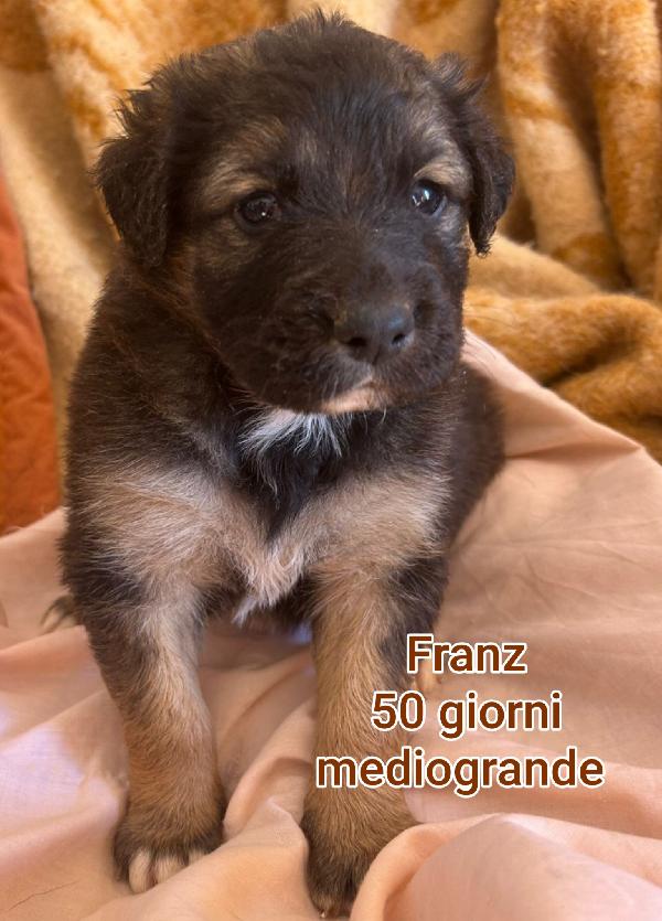 2 mesi: taglie medio/grandi  Foto 8