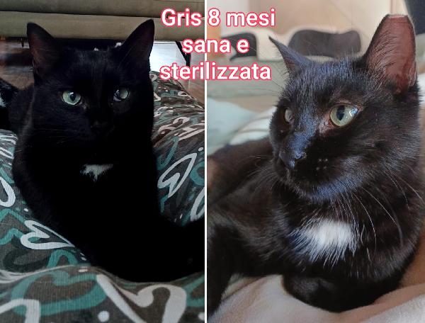 Troppi gattini ancora soli Foto 4