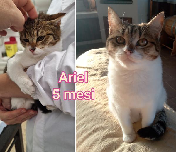 Troppi gattini ancora soli Foto 8