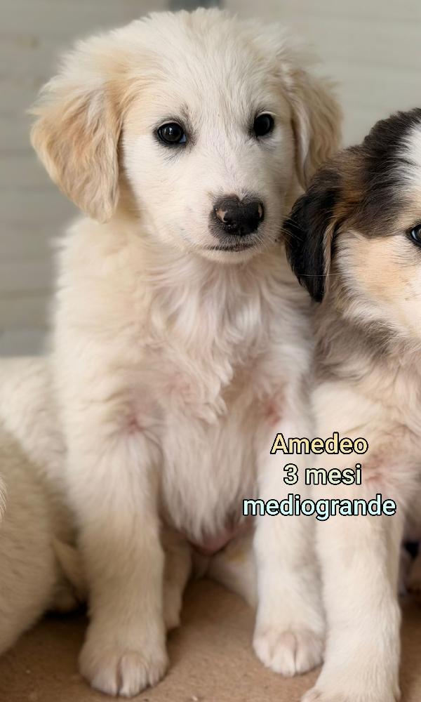 Adozioni cuccioli abbandonati  Foto 7