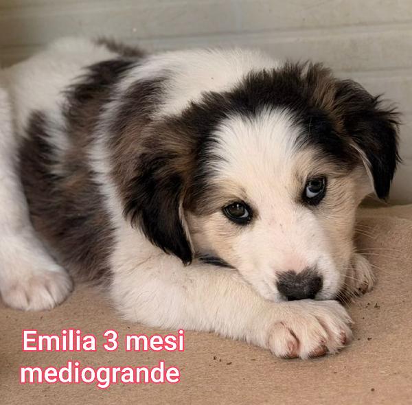 Adozioni cuccioli abbandonati  Foto 8