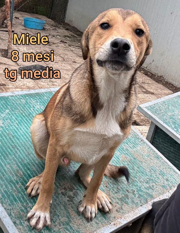 Adozioni cuccioli abbandonati  Foto 9