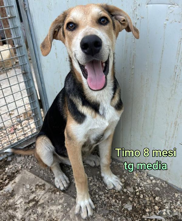 Adozioni cuccioli abbandonati  Foto 10