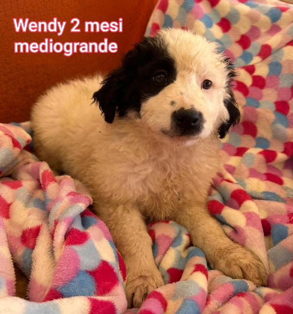 Adozioni cuccioli abbandonati  Foto 11