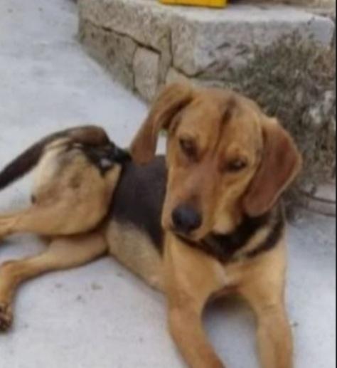 Pippo segugino giovane cacciato via in malomodo..SUD SOS Foto 5