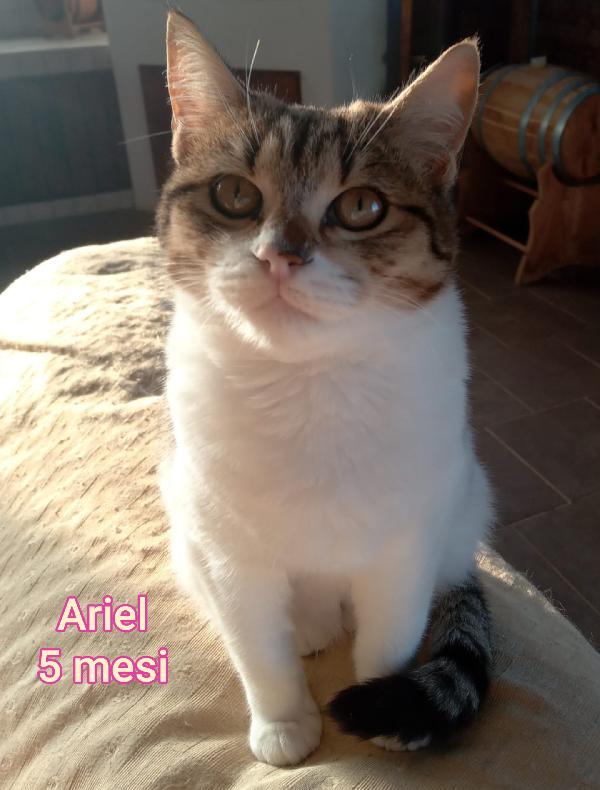 MICETTI BISOGNOSI IN ADOZIONE  Foto 3