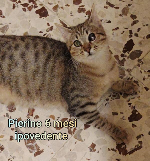 MICETTI BISOGNOSI IN ADOZIONE  Foto 8