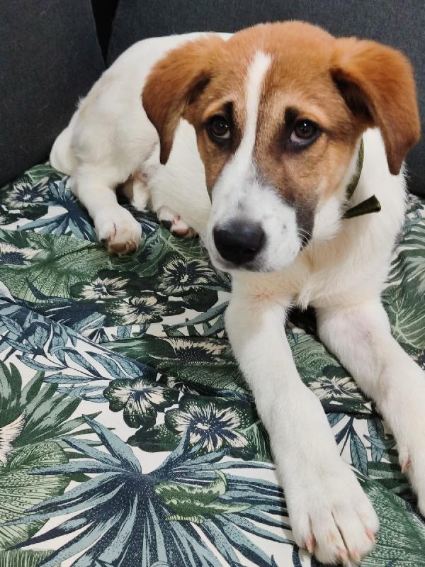 Ronnie Il Cucciolo Dagli Occhi Che Parlano 