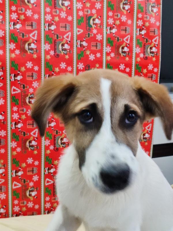 Ronnie il cucciolo dagli occhi che parlano  Foto 2