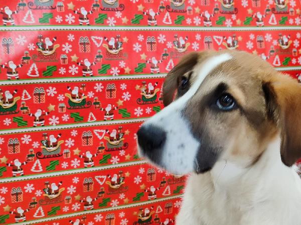 Ronnie il cucciolo dagli occhi che parlano  Foto 3