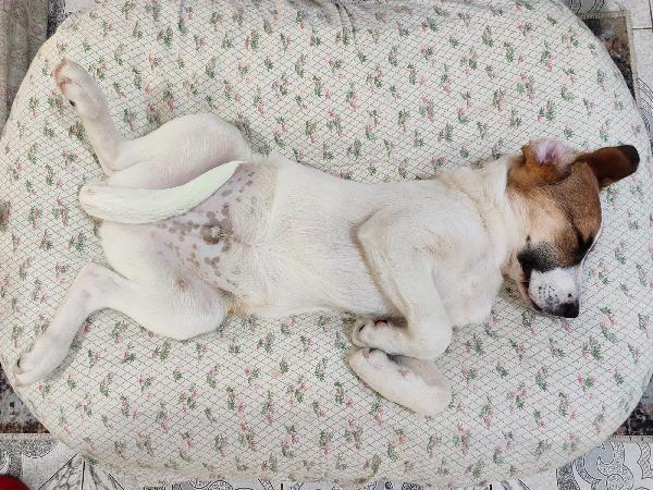 Ronnie il cucciolo dagli occhi che parlano  Foto 4