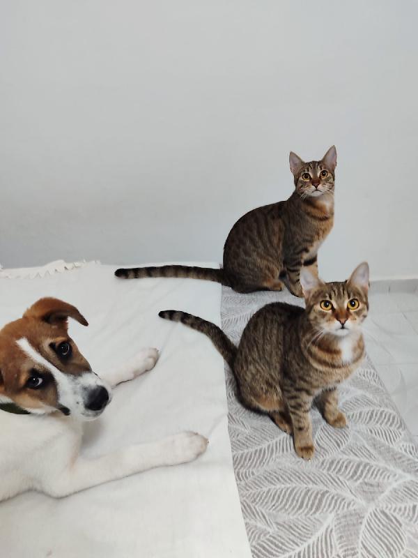 Ronnie il cucciolo dagli occhi che parlano  Foto 5