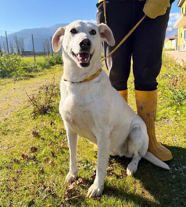 Stella Cagnolona Che Non Da Problemi 