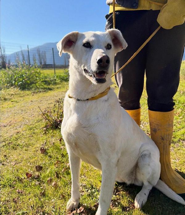 Stella cagnolona che non da problemi  Foto 2