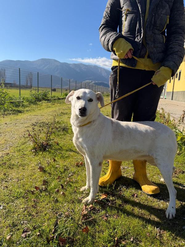 Stella cagnolona che non da problemi  Foto 3