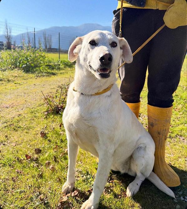 Stella cagnolona che non da problemi  Foto 4