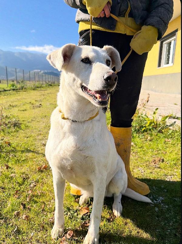 Stella cagnolona che non da problemi  Foto 5