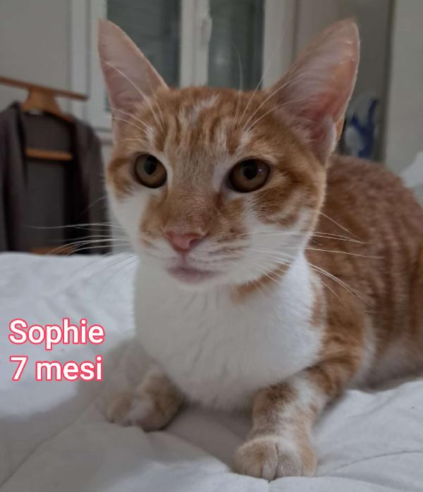 GATTINI: SIAMO AL COLLASSO  Foto 4