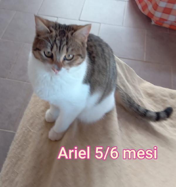 GATTINI: SIAMO AL COLLASSO  Foto 5