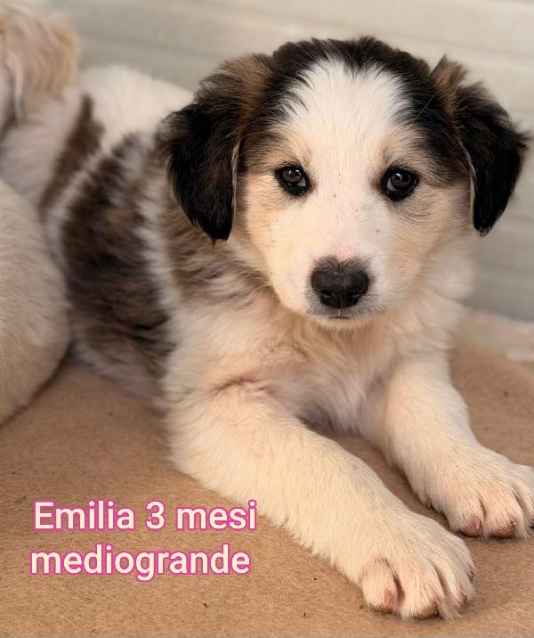 INVISIBILI CUCCIOLI: 2/3 MESI  Foto 5