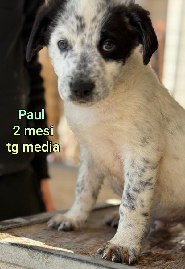 INVISIBILI CUCCIOLI: 2/3 MESI  Foto 12