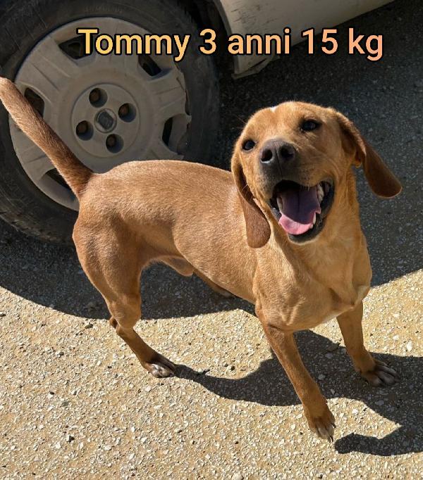 CANI DAI 6 AI 15 KG MASSIMI Foto 4