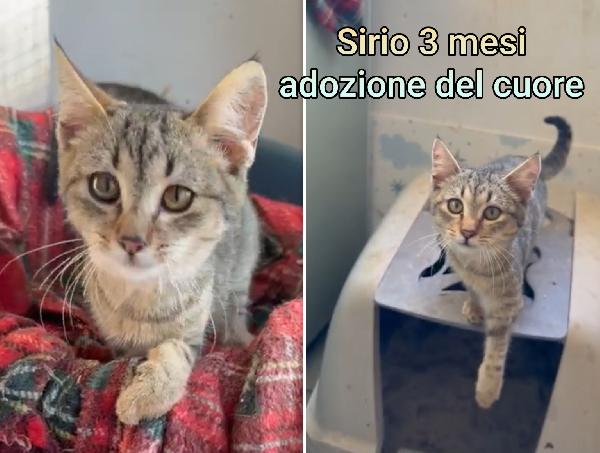 Telefona per un micetto Foto 2