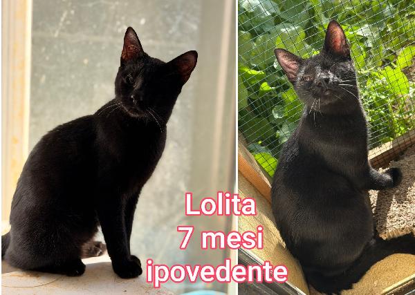 Telefona per un micetto Foto 3