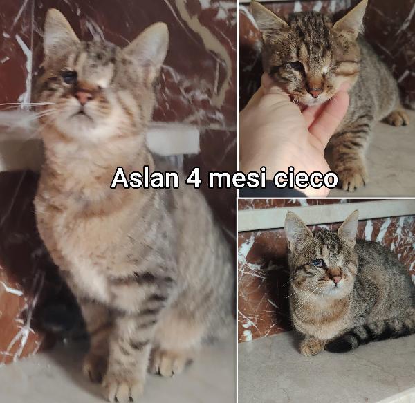 Telefona per un micetto Foto 5