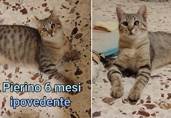 Telefona per un micetto Foto 6