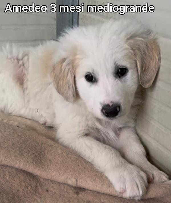 Trovatelli di due e tre mesi Foto 4