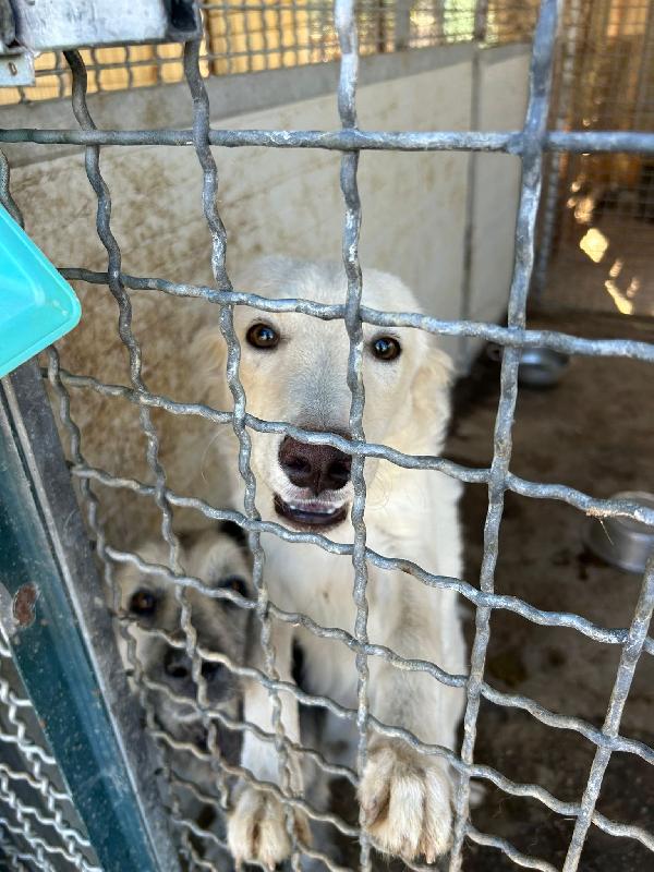 REY: DA 1 ANNO RINCHIUSO  Foto 4