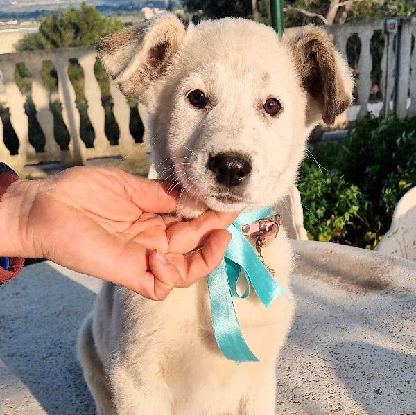 Daisy,Adottabile In Tutta Italia!