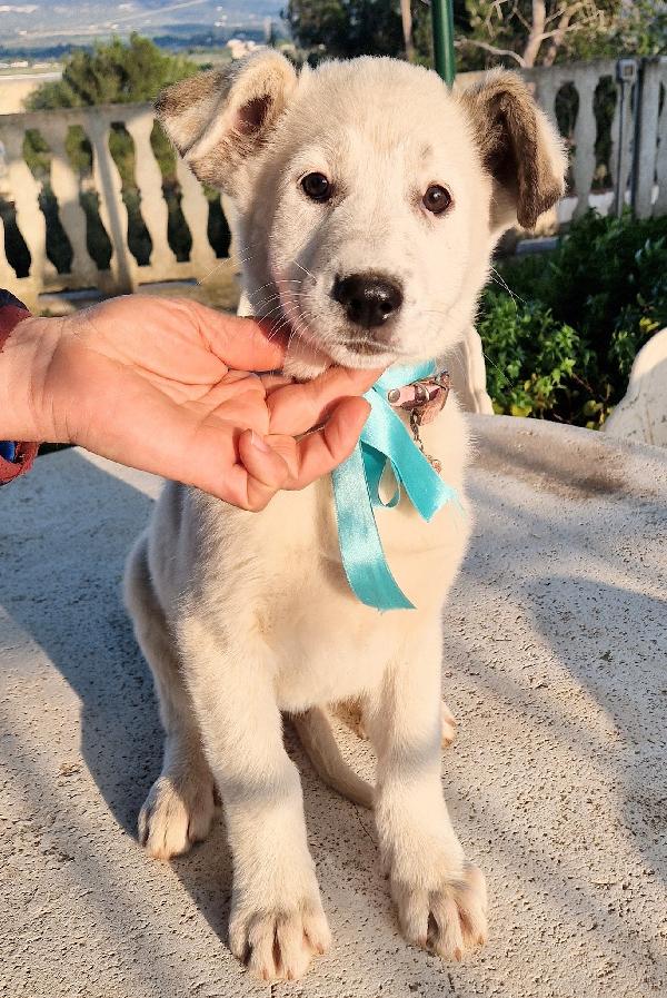 DAISY,ADOTTABILE IN TUTTA ITALIA! Foto 2