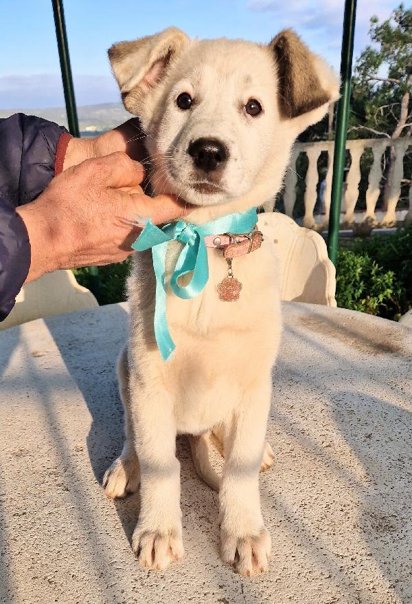 DAISY,ADOTTABILE IN TUTTA ITALIA! Foto 3