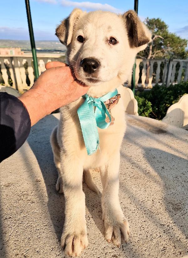 DAISY,ADOTTABILE IN TUTTA ITALIA! Foto 4