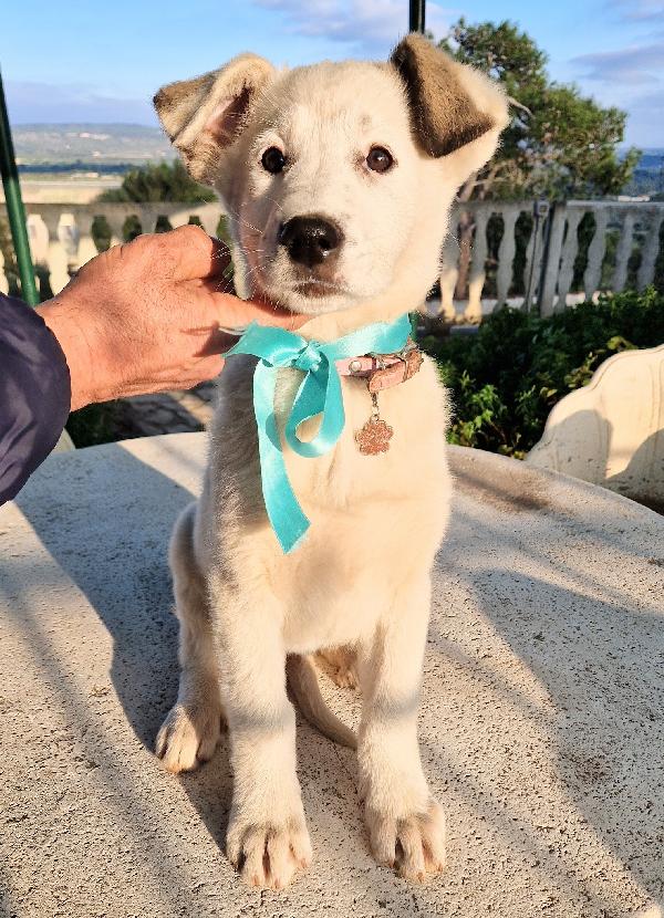 DAISY,ADOTTABILE IN TUTTA ITALIA! Foto 5