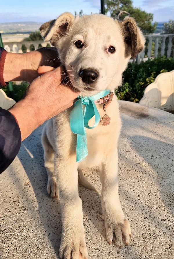 DAISY,ADOTTABILE IN TUTTA ITALIA! Foto 6