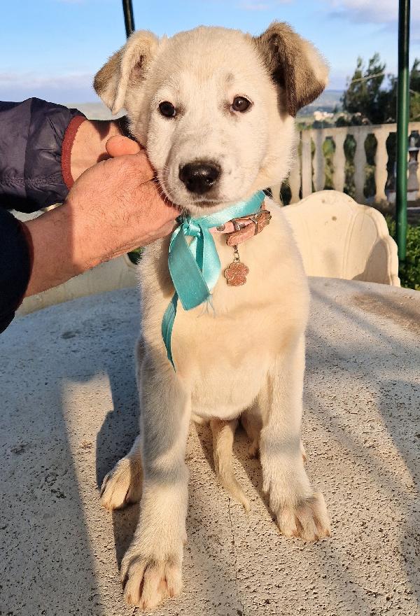 DAISY,ADOTTABILE IN TUTTA ITALIA! Foto 7