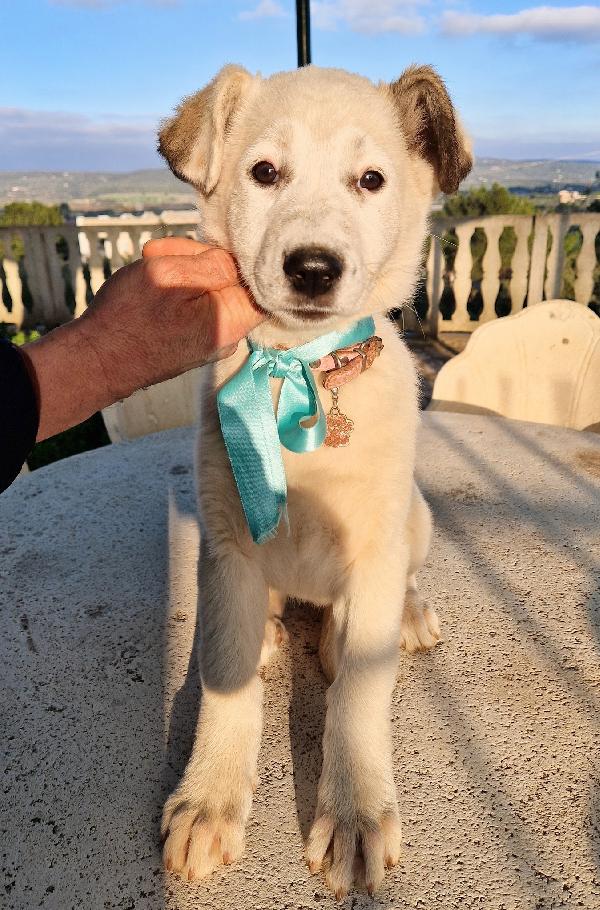 DAISY,ADOTTABILE IN TUTTA ITALIA! Foto 8