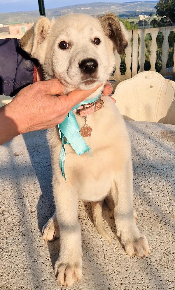 DAISY,ADOTTABILE IN TUTTA ITALIA! Foto 9