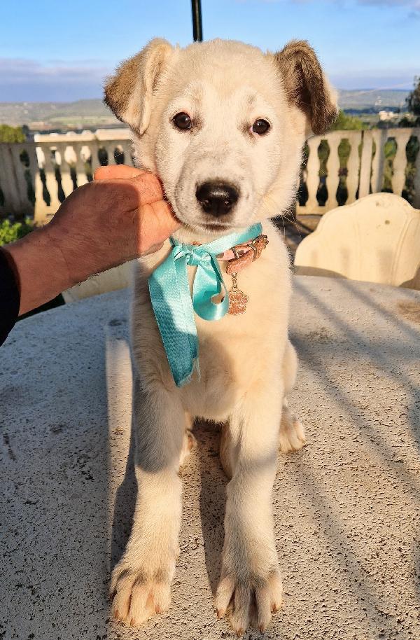 DAISY,ADOTTABILE IN TUTTA ITALIA! Foto 11