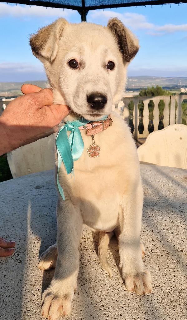 DAISY,ADOTTABILE IN TUTTA ITALIA! Foto 12