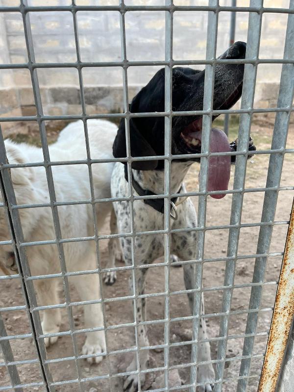 DJANGO tenerissimo cane in adozione! Foto 5