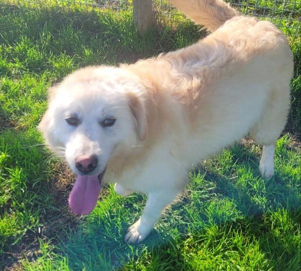 Lucilla Cucciolona Di Pastore Maremmano