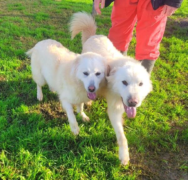 Lucilla cucciolona di pastore maremmano Foto 3