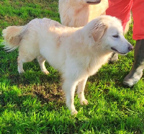 Lucilla cucciolona di pastore maremmano Foto 4