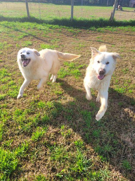 Lucilla cucciolona di pastore maremmano Foto 5