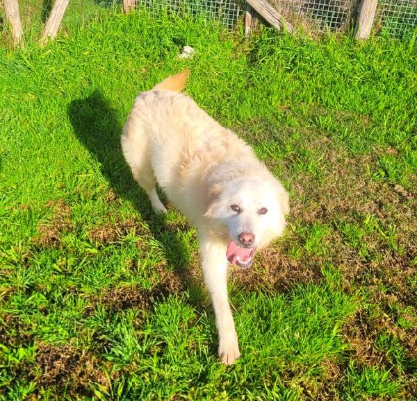 Lucilla cucciolona di pastore maremmano Foto 6